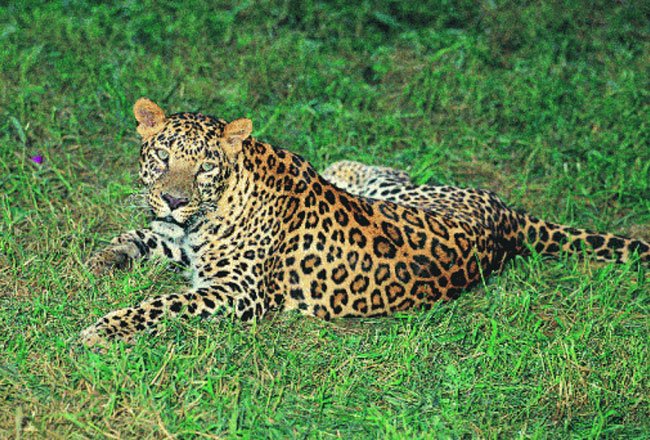 Achanakmar Wildlife Sanctuary (Amarkantak)