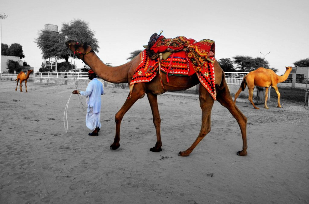Camel Breeding Farm