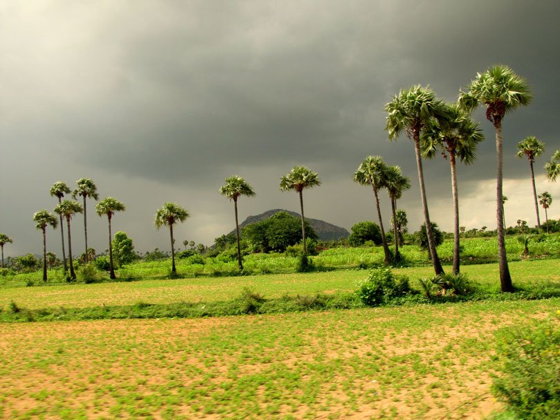 Palakkad