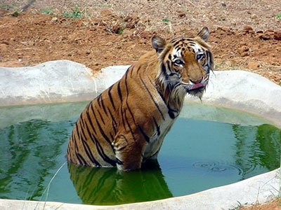 Arignar Anna Zoological Park