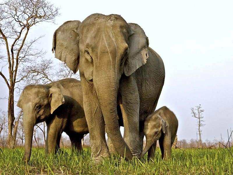 Kaziranga National Park