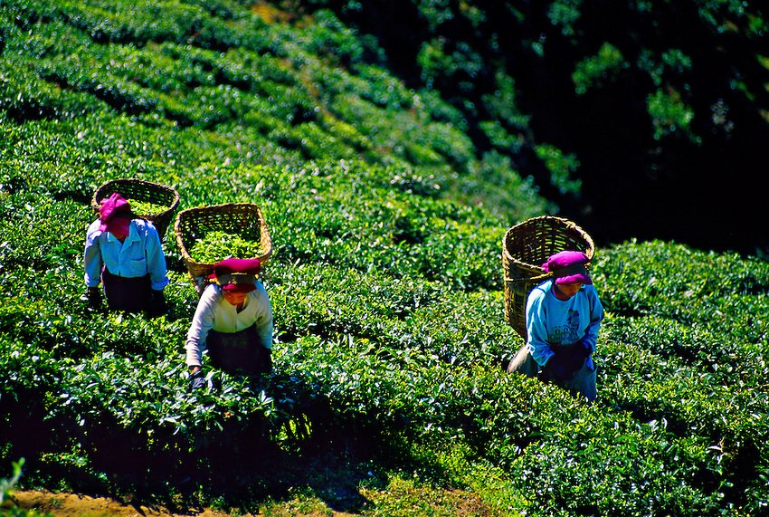 Happy Valley Tea Estate