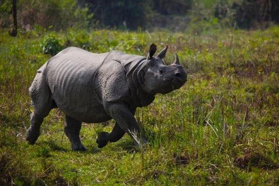 Trashigang – Kaziranga