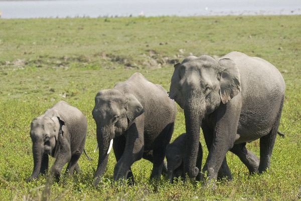 Kaziranga
