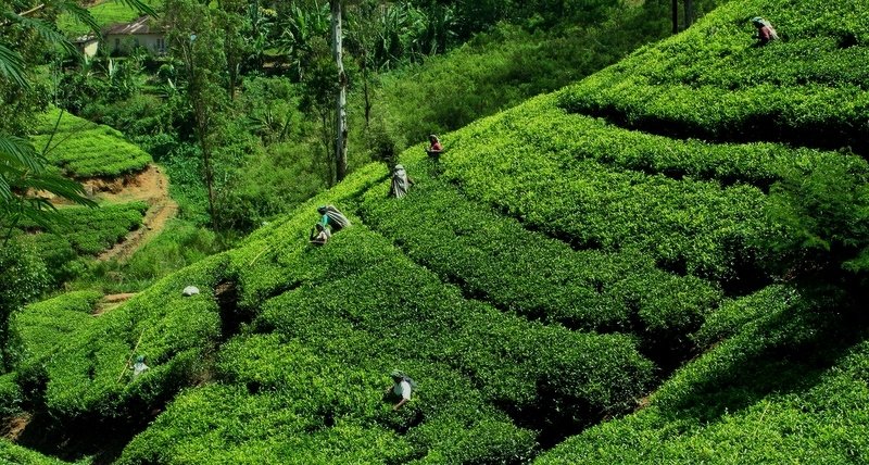 Tea Estates