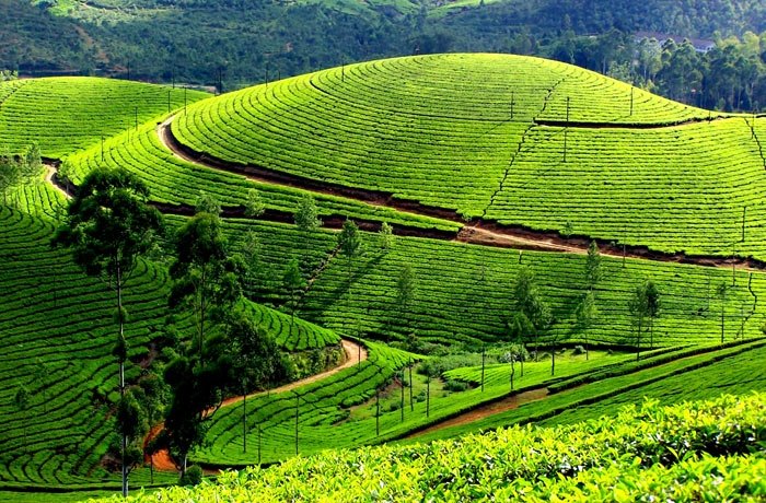 Kandy / Peradeniya / Nuwara Eliya