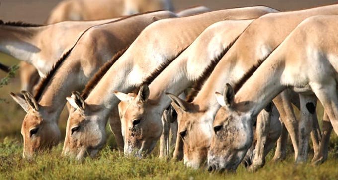 chir batti at the rann of kutch