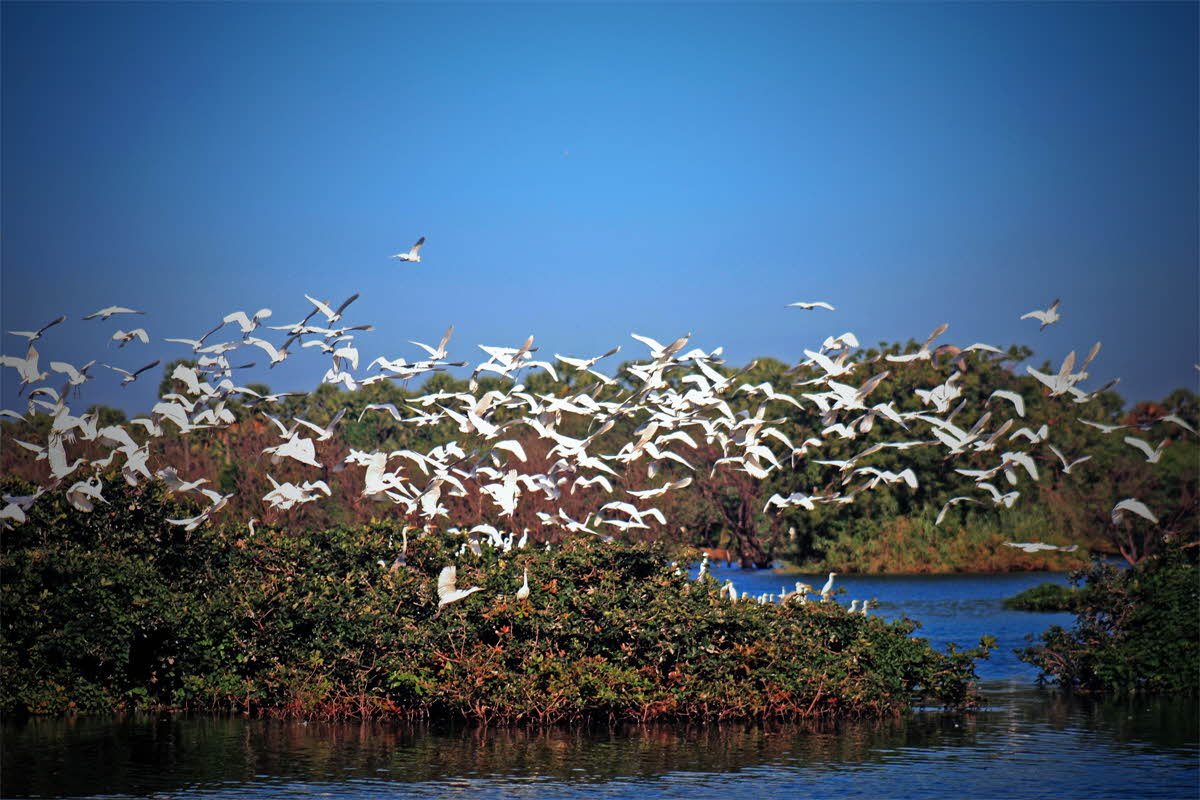 Kumarakom Bird Sanctuary