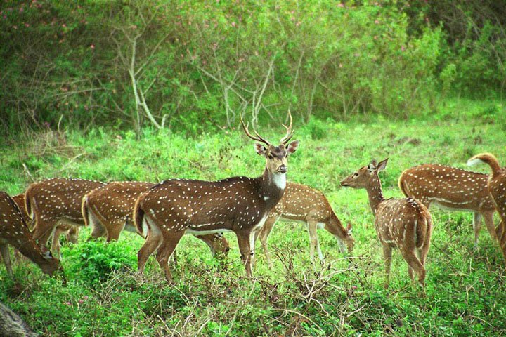 Deer Park