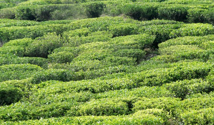 Tea gardens