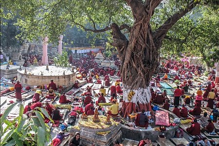Bodhi Tree