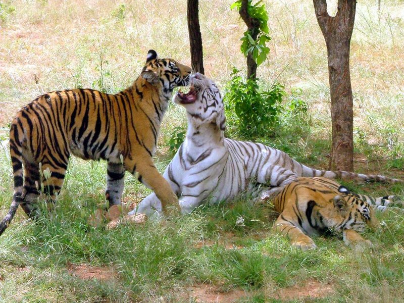 Van Vihar National Park