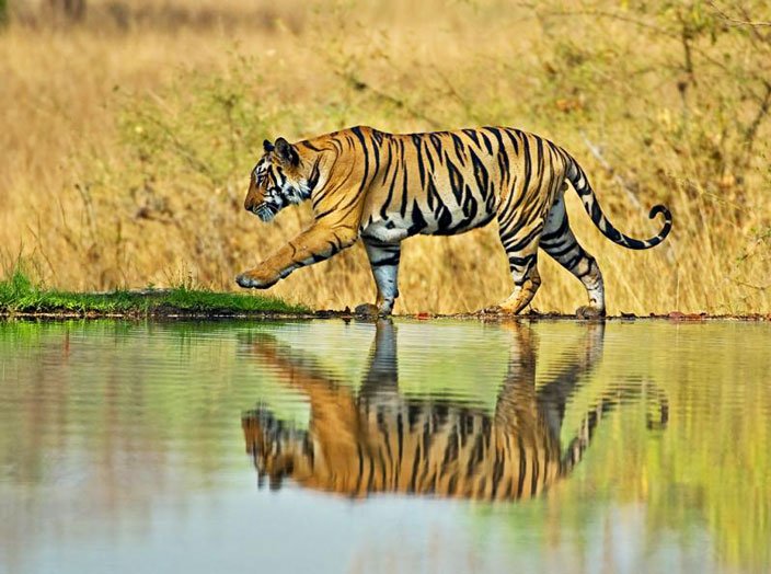 Ranthambore Tiger